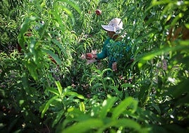 Un jornalero recoge paraguayas de un cultivo de Jumilla.