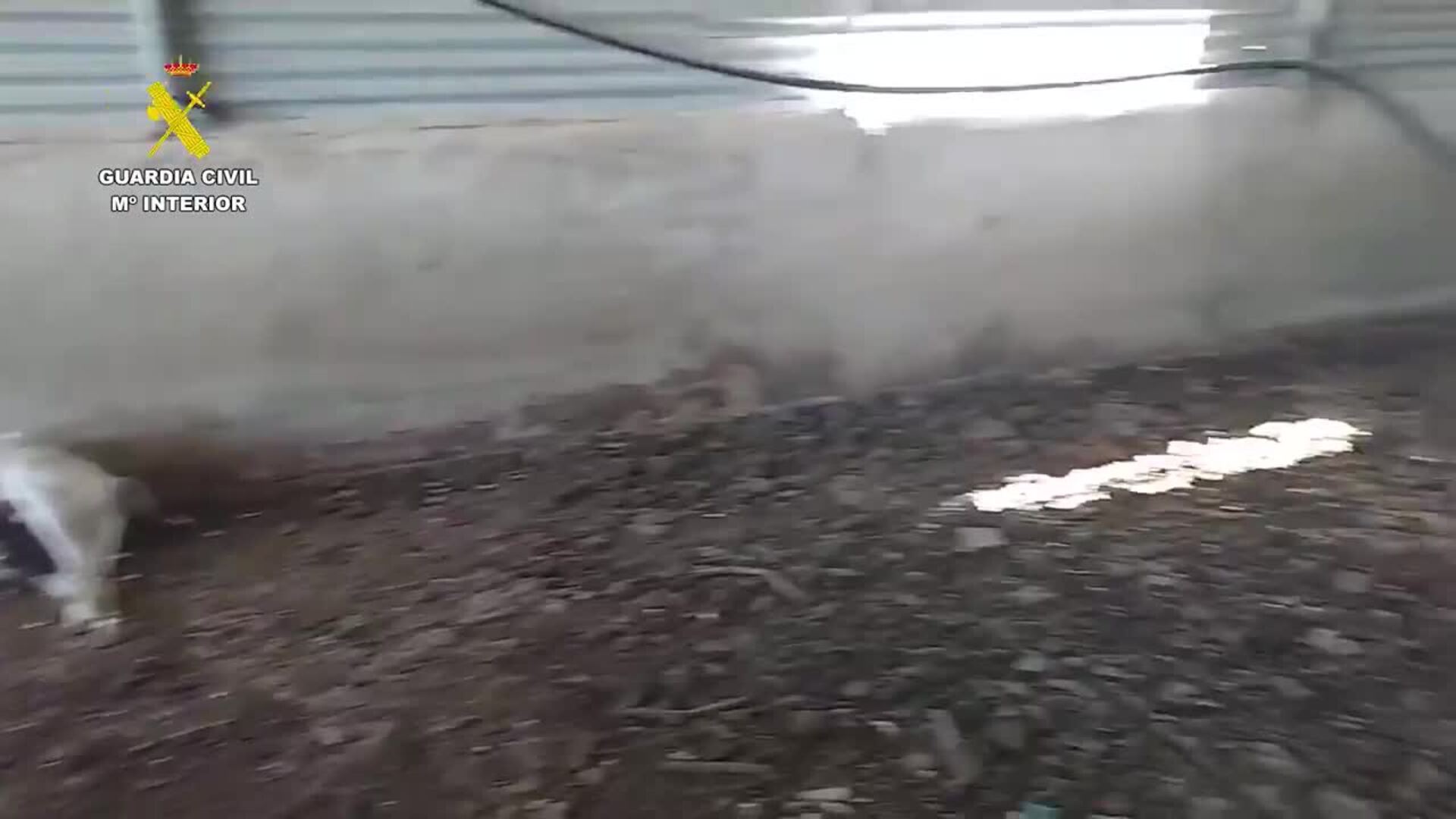 Arrestan a un granjero de Mula por abandonar y dejar morir a más de medio centenar de cabras y ovejas