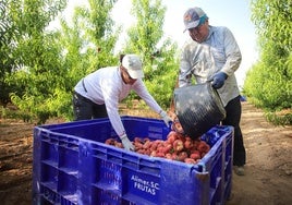 La agricultora Ana López revisa la fruta mientras un temporero descarga un capazo, este viernes, en Jumilla.