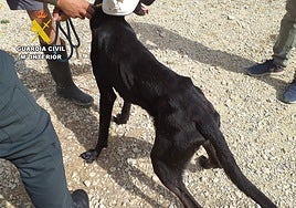 Estado de uno de los perros rescatados en San Pedro.