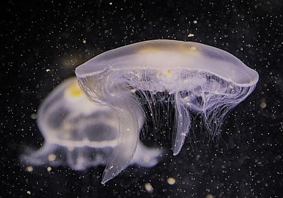 Dos ejemplares de medusa con «poder urticante».