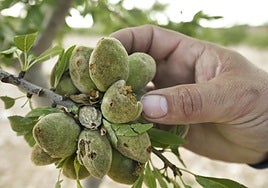 Almendras dañadas por el granizo del mes de mayo en la comarca del Altiplano.