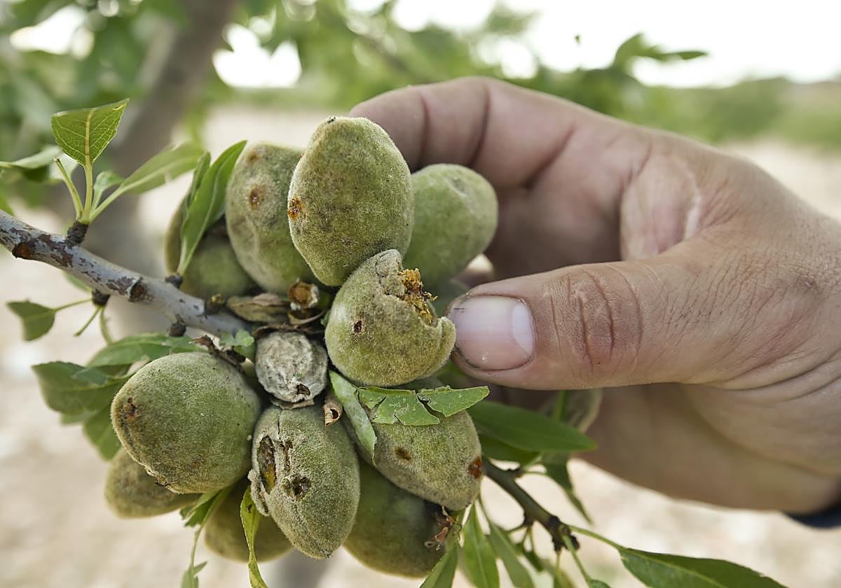 Almendras dañadas por el granizo del mes de mayo en la comarca del Altiplano.