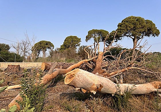 Algunos de los pinos centenarios de Churra talados.