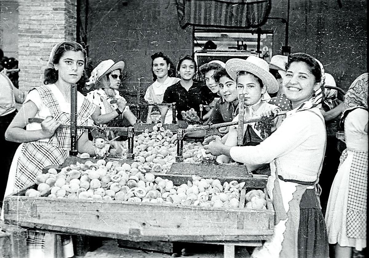 Un grupo de mujeres deshuesando albaricoques durante la campaña veraniega. Posiblemente se trate de la fábrica de conservas vegetales Argos de Cehegín o, según testimonios orales, alguna otra de Espinardo o Churra (c. 1960).