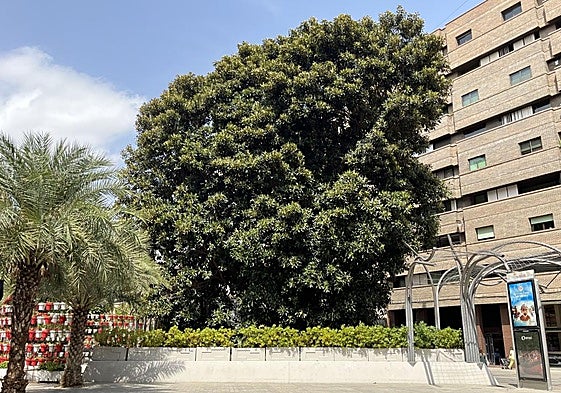 Cuatro curiosidades del ficus de Santo Domingo de Murcia que seguramente desconoces.