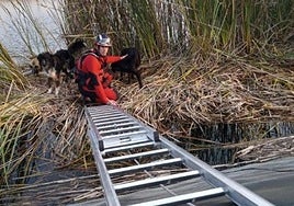Un bombero tranquiliza a los animales durante el rescate.
