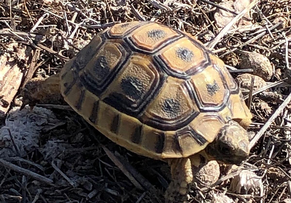 La Comunidad ampliará el plazo del Plan Conservación de la tortuga mora para impulsar un amplio proceso participativo