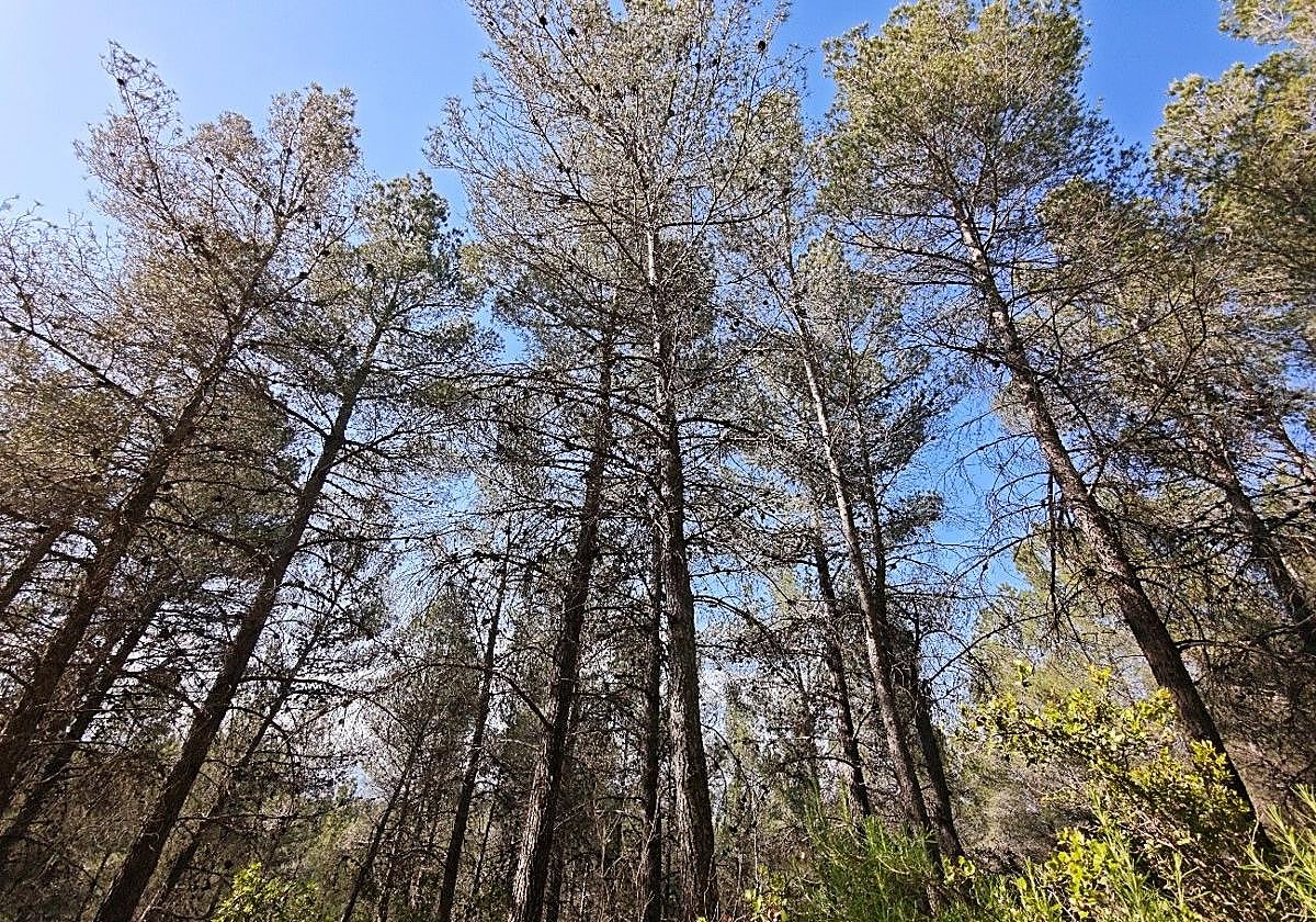 Pinada situada en el Coto Real de la Marina de la Sierra de Burete, ubicada en el término municipal de Cehegín.