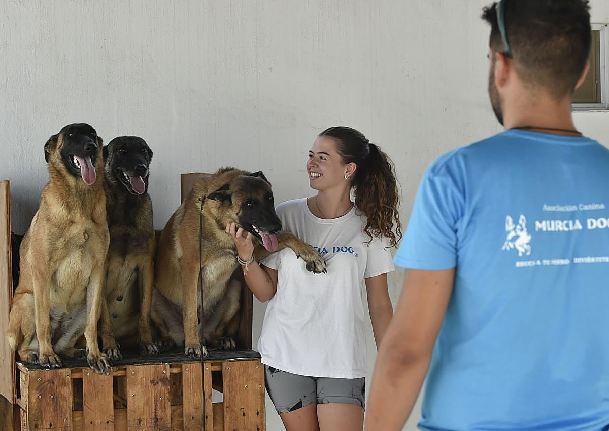Imagen secundaria 1 - Los hoteles para perros, cada vez más demandados en Murcia: «Estamos completos desde junio»