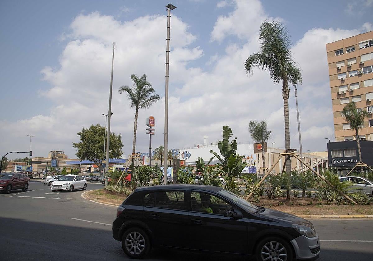 Palmeras tropicales plantadas en la plaza de Alicante.