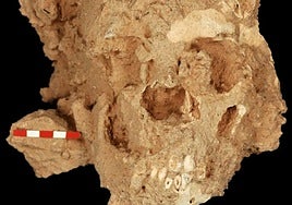 Cráneo neandertales hallado en la Sima de las Palomas.