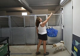 La oferta de residencias como la de Murcia Dog incluye parcelas individuales con aire acondicionado.