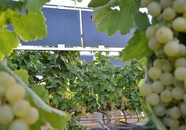 Uvas de la variedad merseguera enla finca experimental de la UPCT Tomás Ferro, con placas fotovoltaicas en el mismo terreno.