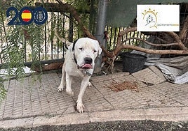 El perro, antes de ser rescatado.