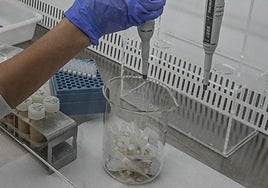 Trabajo en un laboratorio, en una foto de archivo.