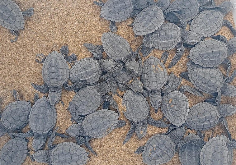 Los nuevos ejemplares de tortuga nacidos en Calblanque este viernes.