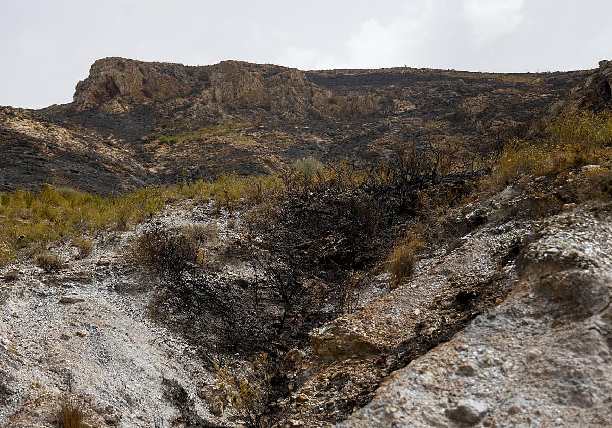 Matorral calcinado en el incendio del Cedacero.