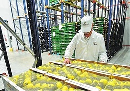 Limones almacenados en una cámara frigorífica, en una imagen de archivo