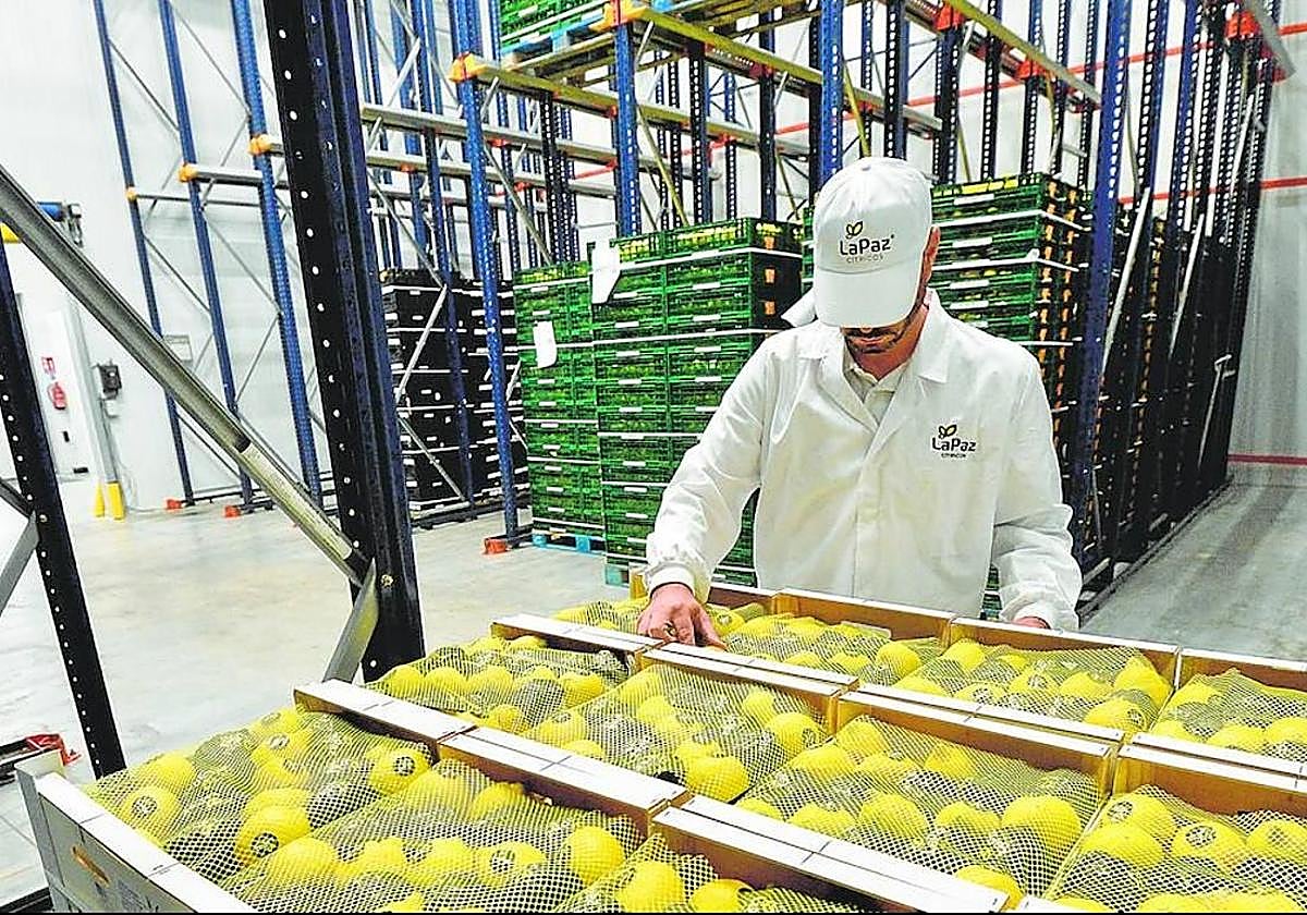 Limones almacenados en una cámara frigorífica, en una imagen de archivo