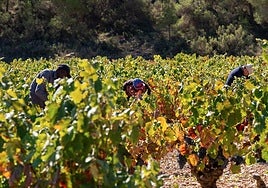 La DOP Bullas celebra el inicio de una vendimia prometedora y de calidad sobresaliente