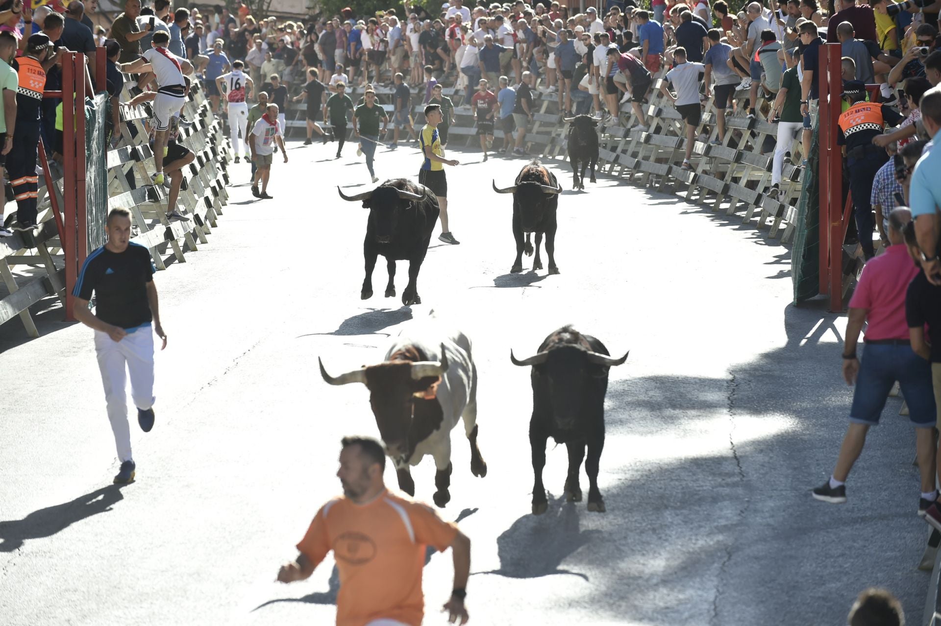 La ganadería El Pincha abre los encierros de Calasparra