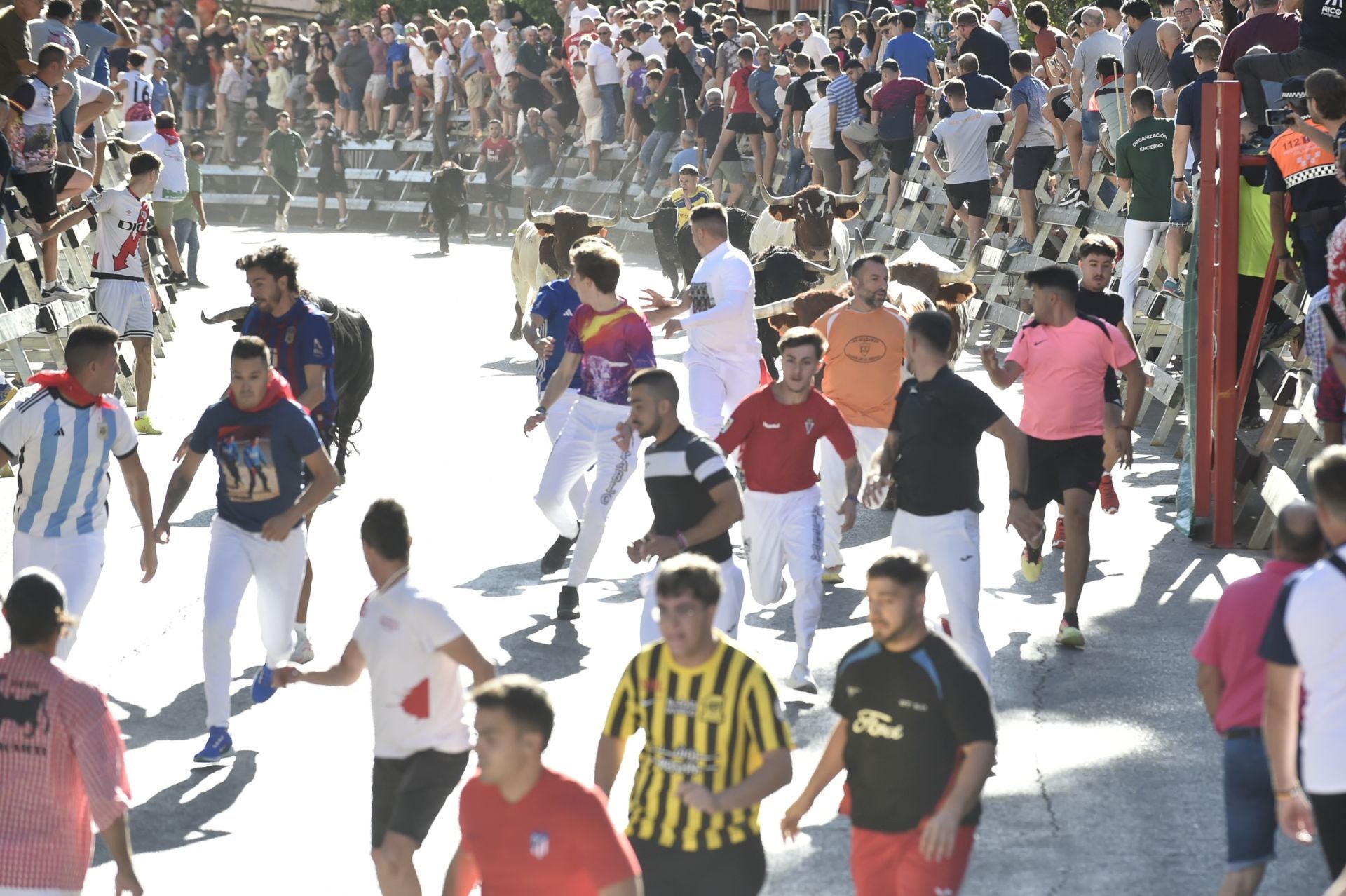 La ganadería El Pincha abre los encierros de Calasparra