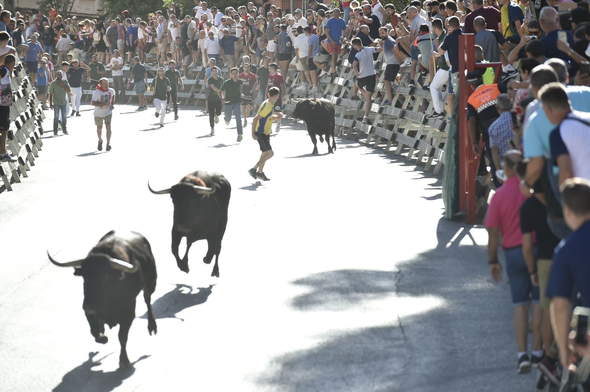 La ganadería El Pincha abre los encierros de Calasparra