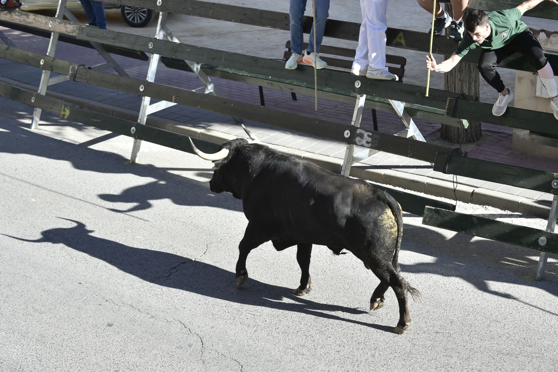 La ganadería El Pincha abre los encierros de Calasparra