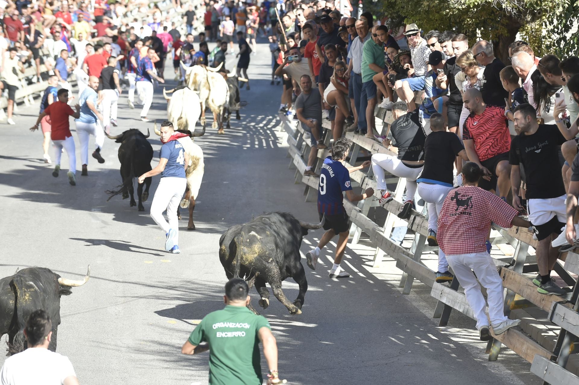 La ganadería El Pincha abre los encierros de Calasparra