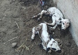 Ovejas afectadas por lengua azul, en una finca de Calasparra.