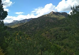 El Gobierno regional diseña un proyecto para preservar la flora protegida y los árboles monumentales de Sierra Espuña