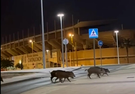 Una piara de jabalíes cruza la avenida del Cantón, cerca del estadio Cartagonova, en un vídeo que se ha hecho viral en redes sociales.