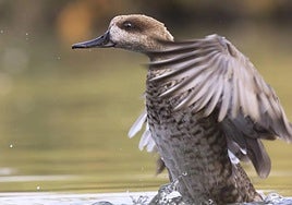 Ejemplar de cerceta pardilla, en una imagen de archivo.