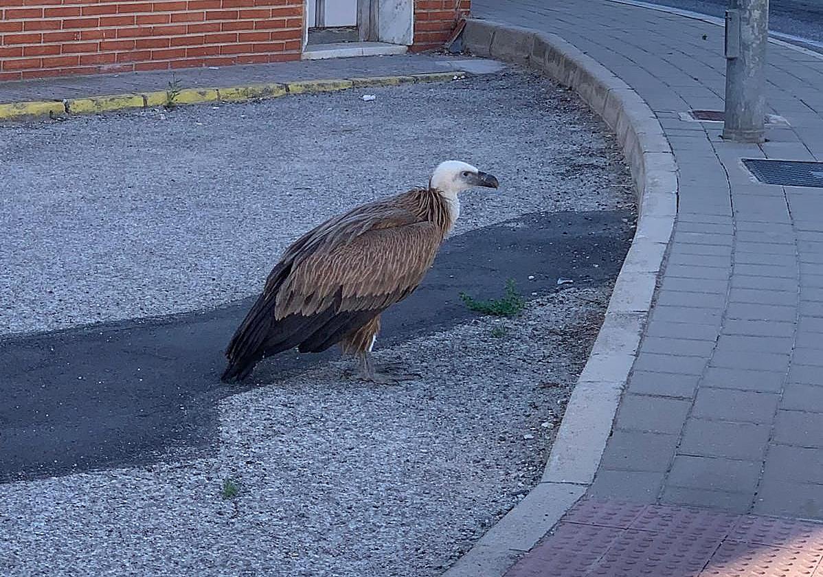 Rescatan en pleno casco urbano de Yecla un buitre leonado que no podía volar