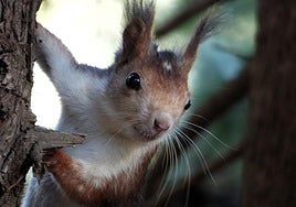 La Región de Murcia impulsa un estudio sobre la ardilla roja en Sierra Espuña para mejorar la gestión de sus ecosistemas