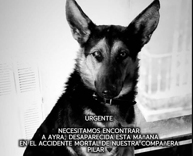 Cartel difundido en redes sociales en el que hacían un llamamiento a encontrar a la perra.