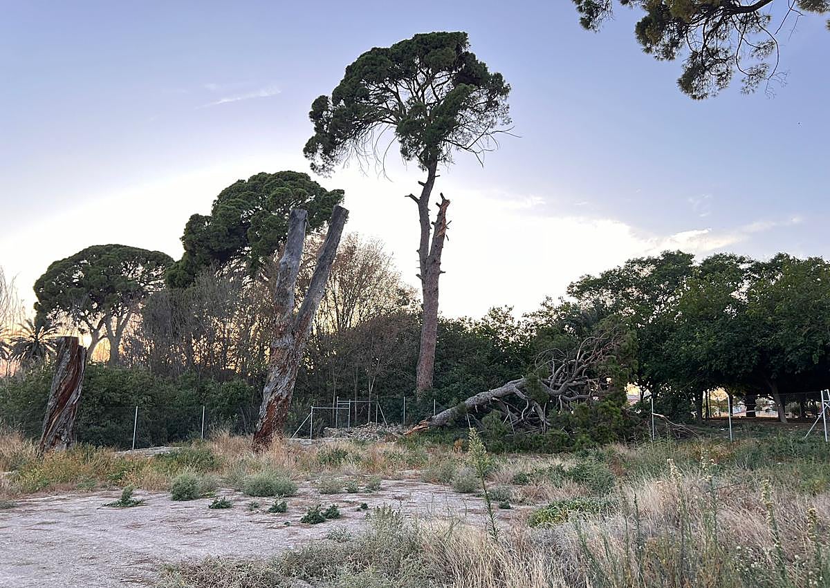 Imagen secundaria 1 - Se desprende parte de uno de los pinos centenarios de Churra, en Murcia