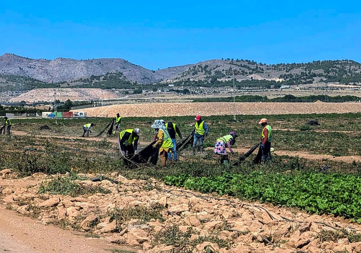 Trabajadores agrícolas, en una finca situada en el sur del término municipal de Yecla.