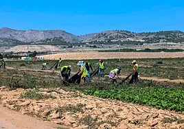 Trabajadores agrícolas, en una finca situada en el sur del término municipal de Yecla.