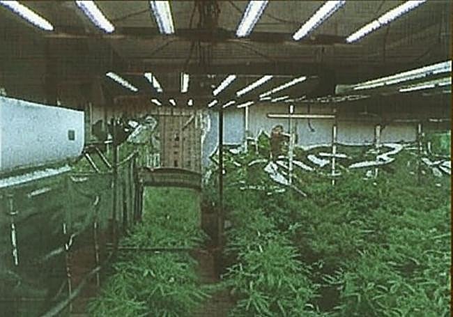 Plantación de marihuana hallada por la Policía dentro del almacén.
