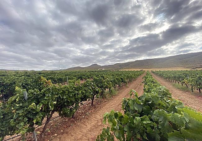 Viñedos de 'El Lagar de las Puntillas', en Jumilla.