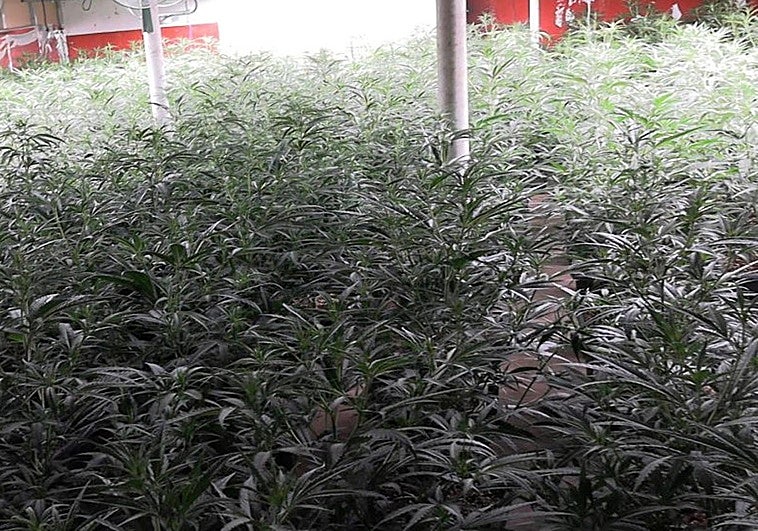 La plantación de mariuhuana en el interior de la nave industrial.