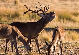 Uno de los ciervos del Terra Natura Murcia berrando.