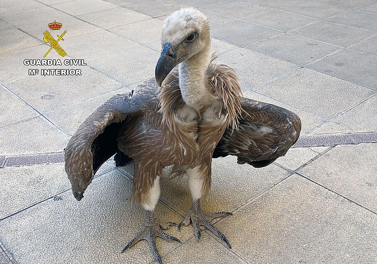 El buitre leonado localizado por la Benemérita en Mula.