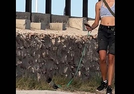 El insólito vídeo de una joven paseando una paloma en Torrevieja que se ha vuelto viral.