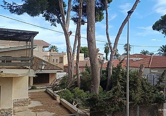 Los pinos talados en Santiago de la Ribera.