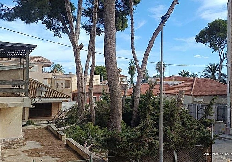 Los pinos talados en Santiago de la Ribera.