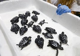 En imágenes, las tortugas bobas en las instalaciones del Imida en San Pedro del Pinatar