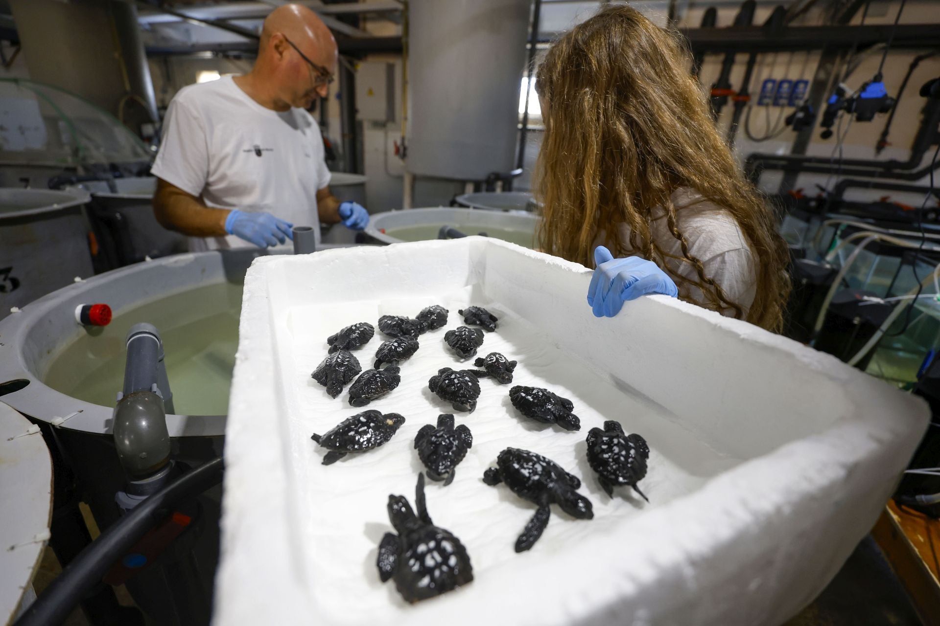 En imágenes, las tortugas bobas en las instalaciones del Imida en San Pedro del Pinatar